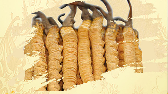 <a href=http://www.dakangedu.com/ target=_blank class=infotextkey>冬蟲(chóng)夏草</a>夏天如何保存