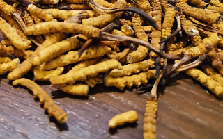 這些人需謹(jǐn)慎！冬蟲(chóng)夏草的不適宜人群及健康提示