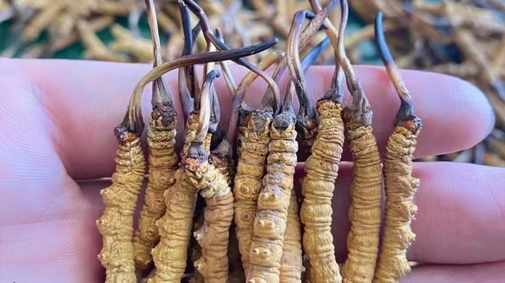 一盒冬蟲(chóng)夏草多少錢(qián)？從規(guī)格到定位的價(jià)格解析