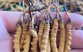 一盒冬蟲夏草多少錢？從規(guī)格到定位的價格解析