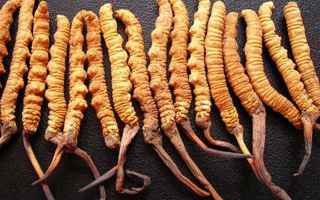 深圳冬蟲夏草價格指南：一克多少錢？