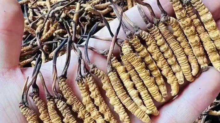 冬蟲夏草一克多少錢？多因素影響下的價(jià)格剖析