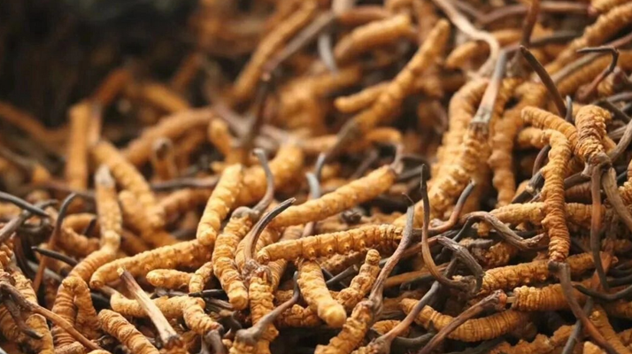 冬蟲(chóng)夏草一條多少錢(qián)？單條價(jià)格的計(jì)算邏輯與實(shí)際范圍