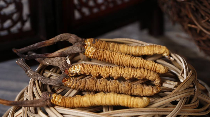 冬蟲(chóng)夏草煲湯怎么煲好喝？營(yíng)養(yǎng)與口感雙優(yōu)的實(shí)用指南