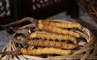冬蟲夏草煲湯怎么煲好喝？營(yíng)養(yǎng)與口感雙優(yōu)的實(shí)用指南