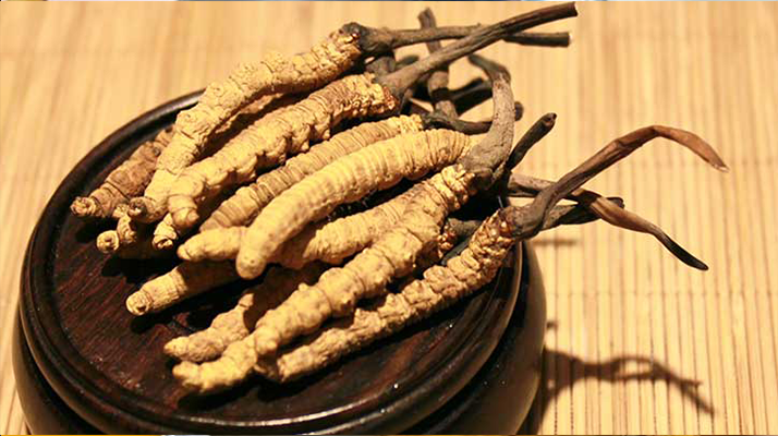 剛挖采的冬蟲夏草怎么辦？科學(xué)處理與儲(chǔ)存指南